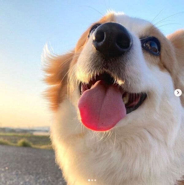 笑顔を見せるパンさん