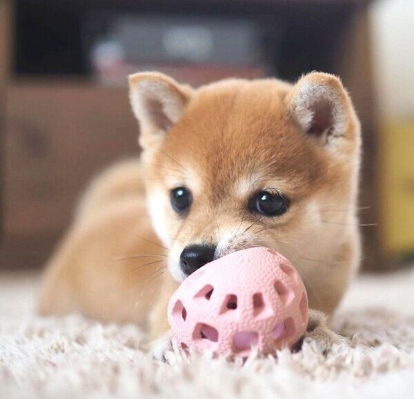 おもちゃで遊ぶたまちゃん