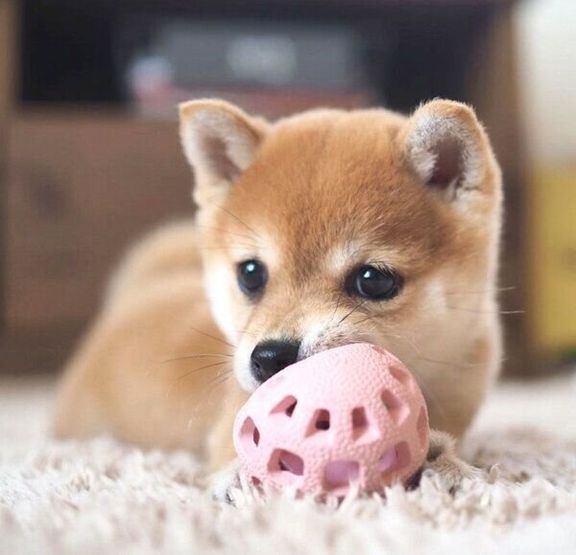 おもちゃで遊ぶたまちゃん