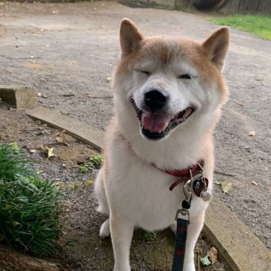 柴のケン太くん