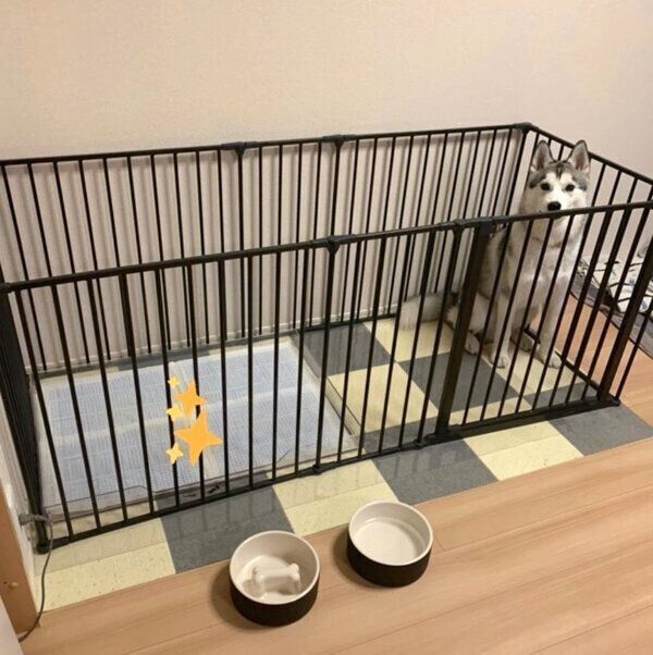生後7カ月のじょんすのーくん