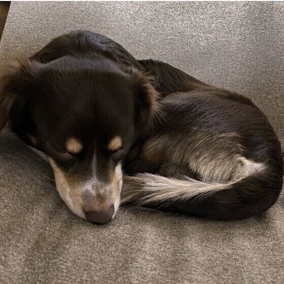 まったりくつろぐ犬