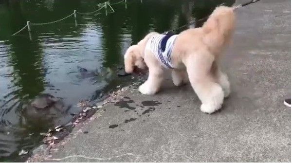 カメと対面ワンコ