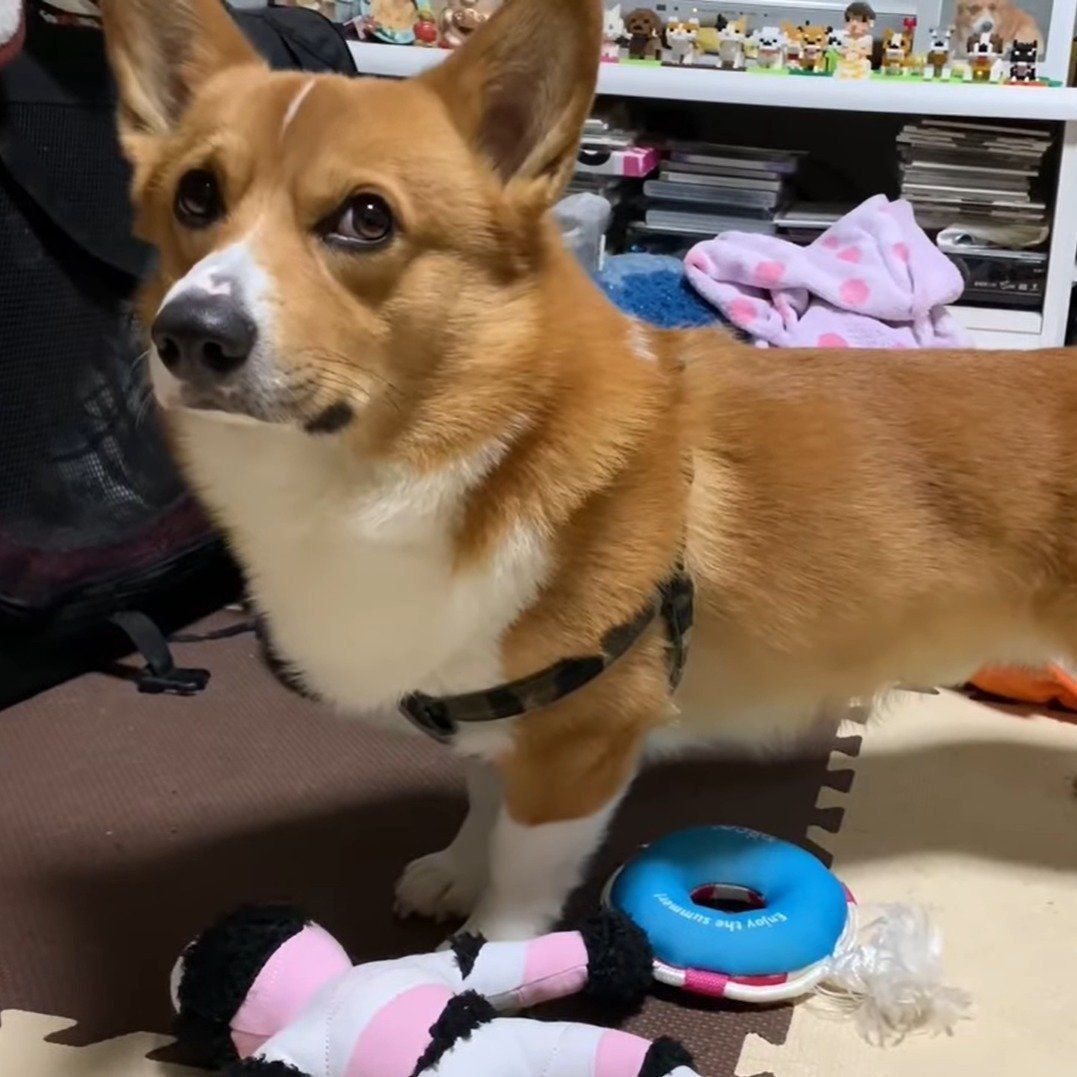 飼い主さんを見るコナン君