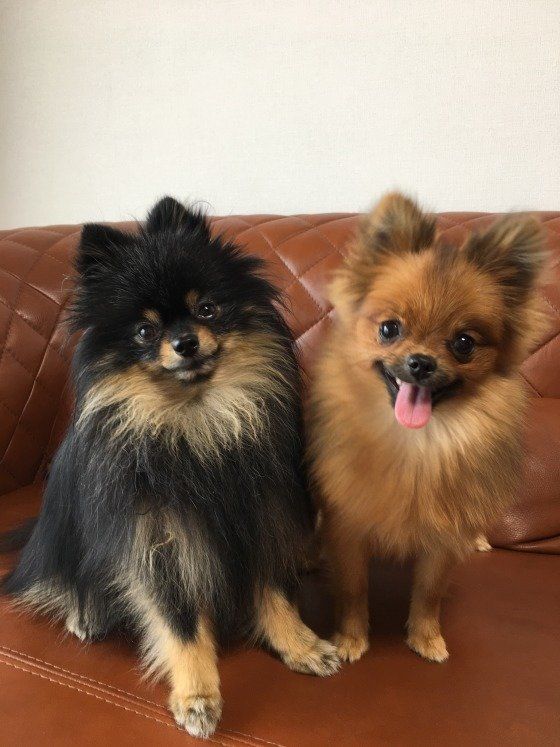 2頭並んでニコニコだね！