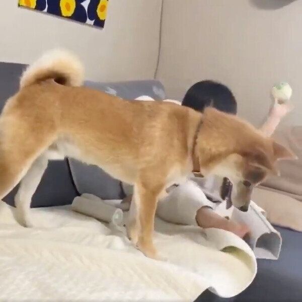 ボールを投げる妹ちゃん