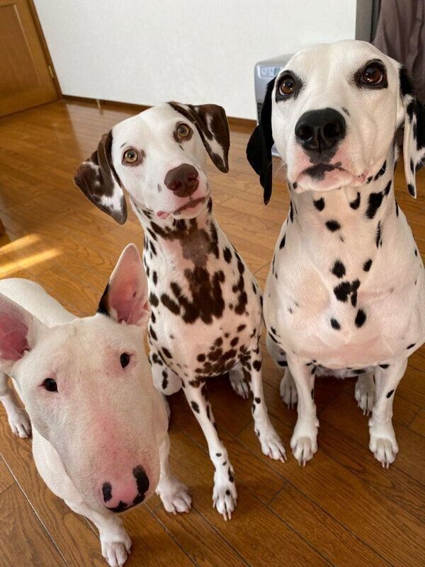 見つめるすずこちゃん、こゆきちゃん、あずきちゃん