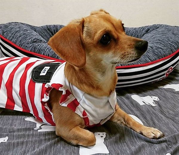 くつろぐチワックス