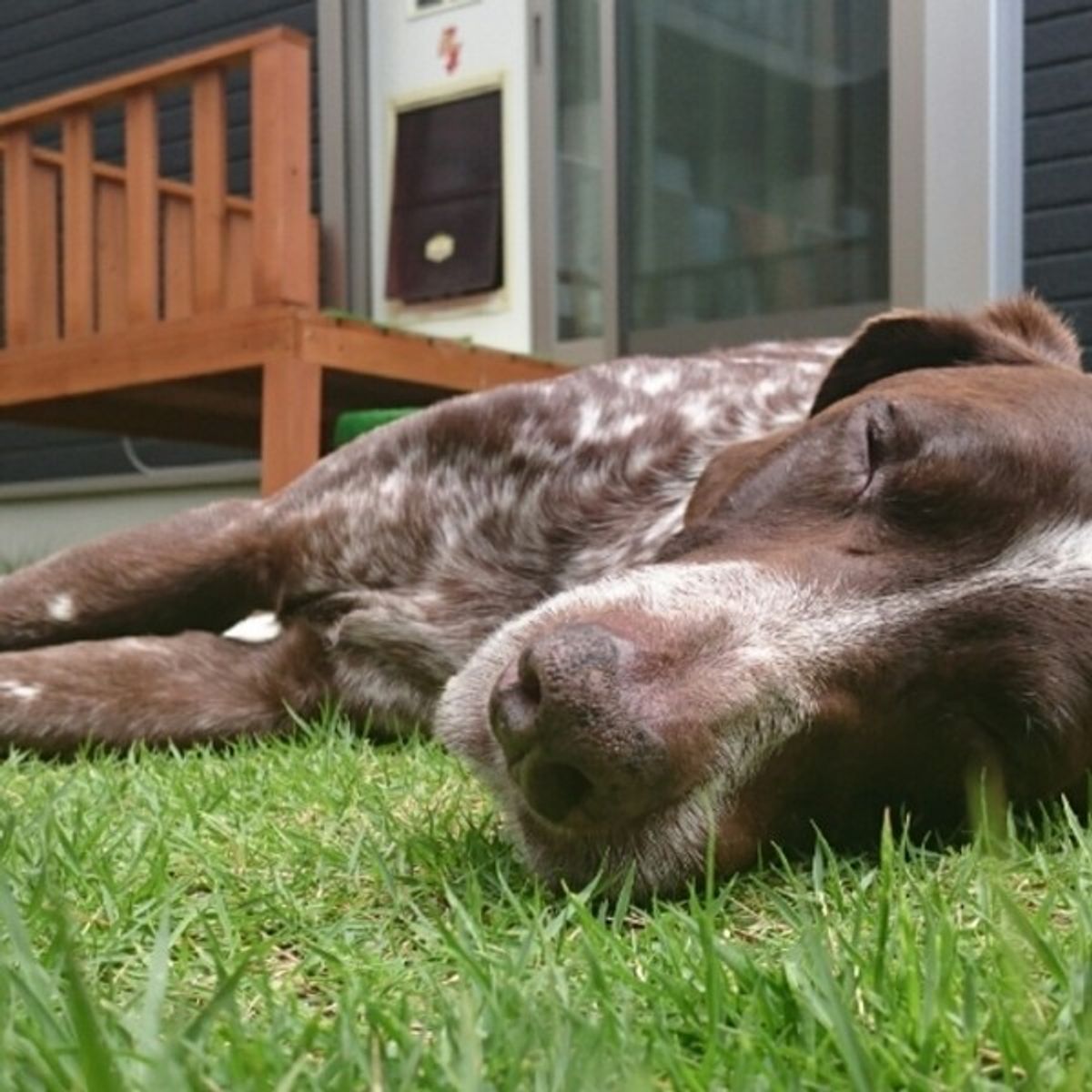 愛犬も入ってる 賢い犬種ランキング Top20 いぬのきもちweb Magazine 愛犬も入ってる 賢い犬種ランキング Top20 いぬのきもちweb Magazine