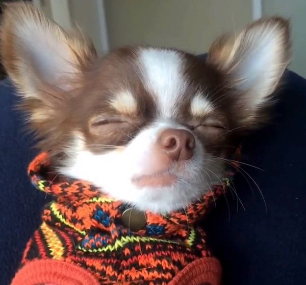 嘘寝するチワワ