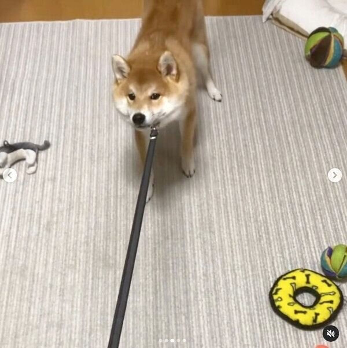 お散歩はまだですか と圧をかけていたのに まさかのタイミングで 拒否柴 を発動する柴犬が可愛い いぬのきもちweb Magazine お散歩はまだですか と圧をかけていたのに まさかのタイミングで 拒否柴 を発動する柴犬が可愛い いぬのきもちweb Magazine