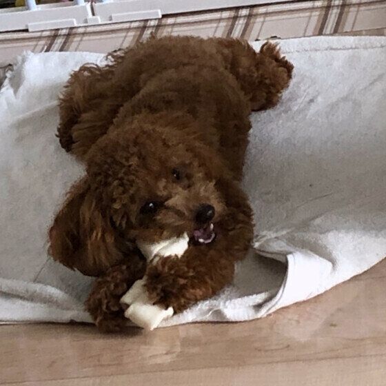 トイ・プードル  歯磨きガムを噛む