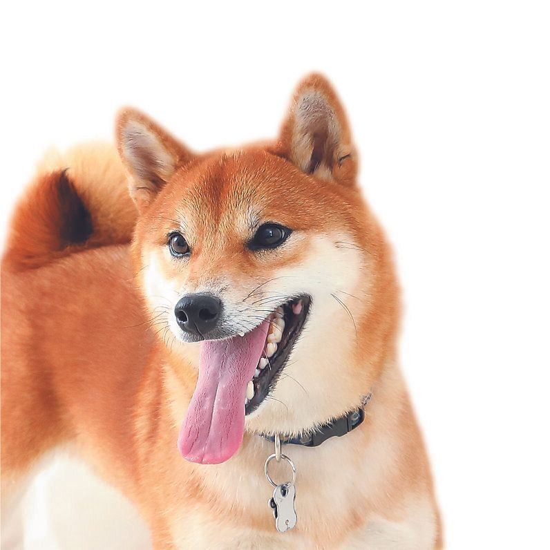 リズミカルに吠える犬も