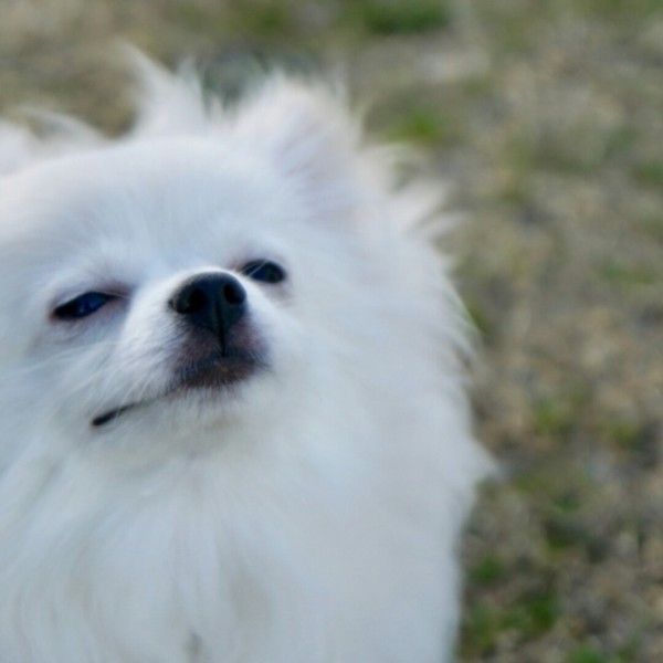 芝生のにおいを嗅いでいる白い小型犬