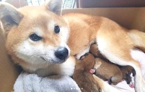 母犬・ミケちゃんと子犬たち