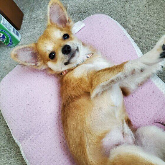 見つめるチワワ