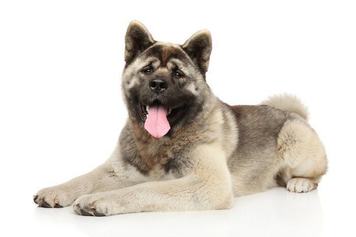 アメリカン・アキタ