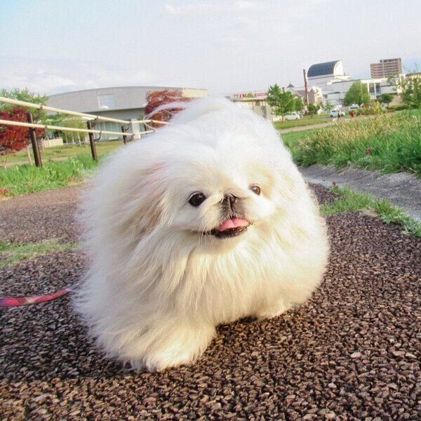 可愛さ100点満点のうにちゃん