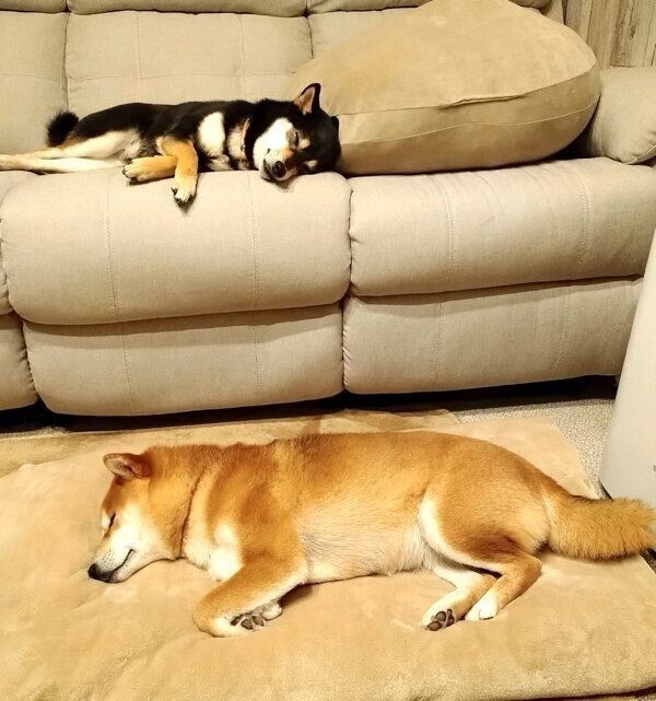 ぐっすり眠るわさびちゃん、くろ吉くん