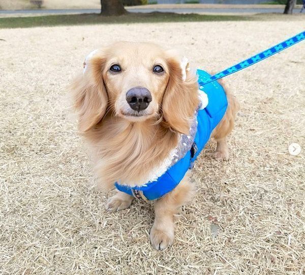 元繁殖犬・伶音ちゃん