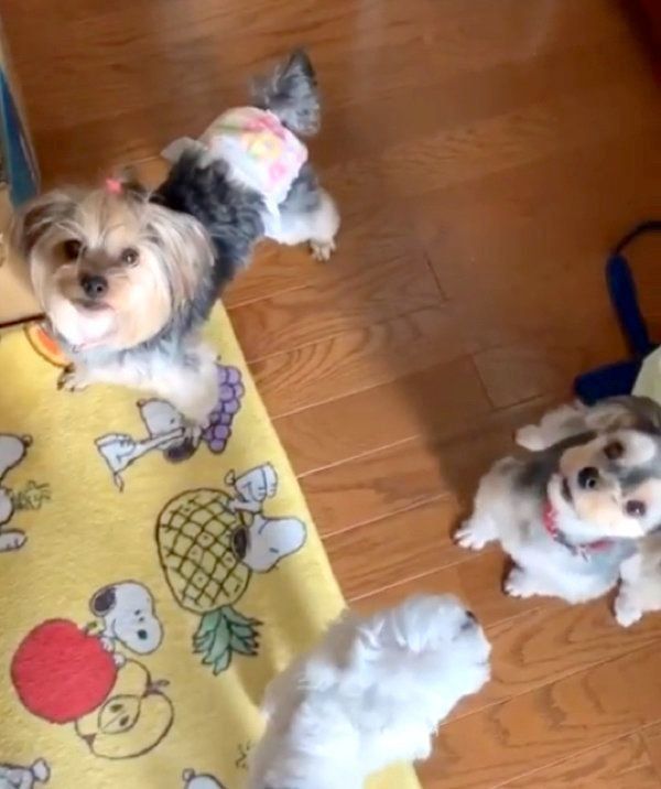 レタスをゲットしようとする犬