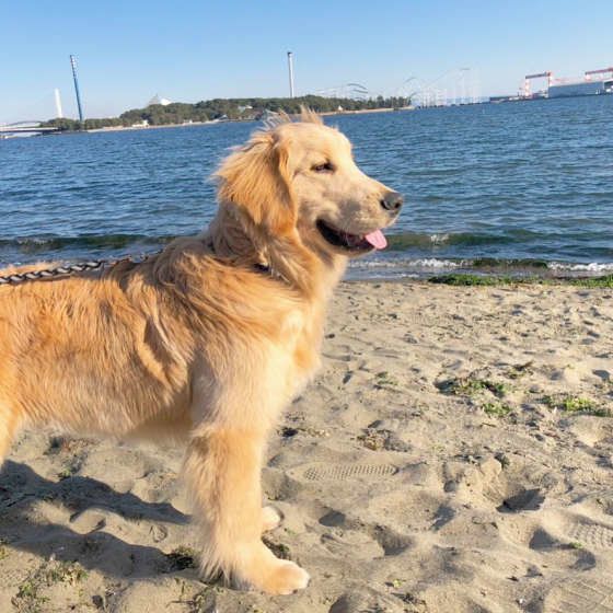 ゴールデン・レトリーバー