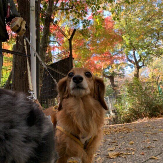 なかなか歩いてくれないうなちゃん