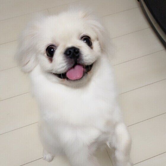 笑顔のペキニーズ