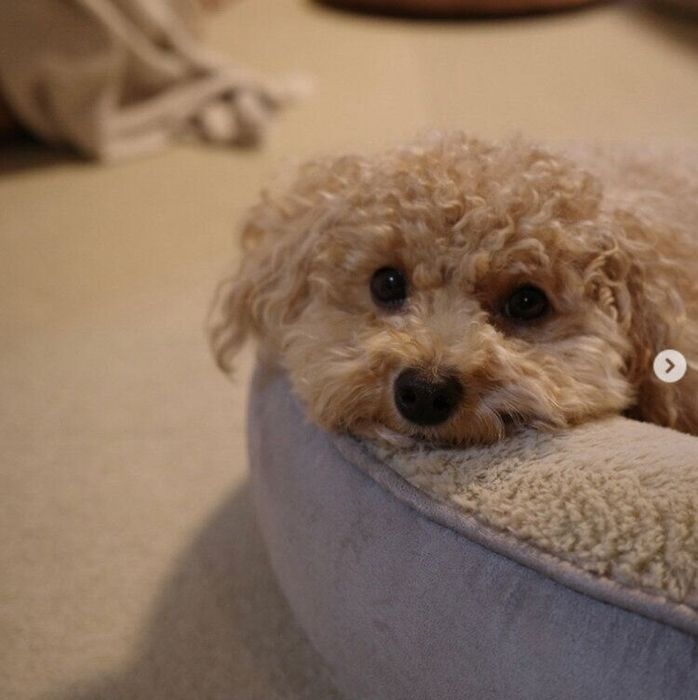 飼い主さんを見つめるチュウィちゃん