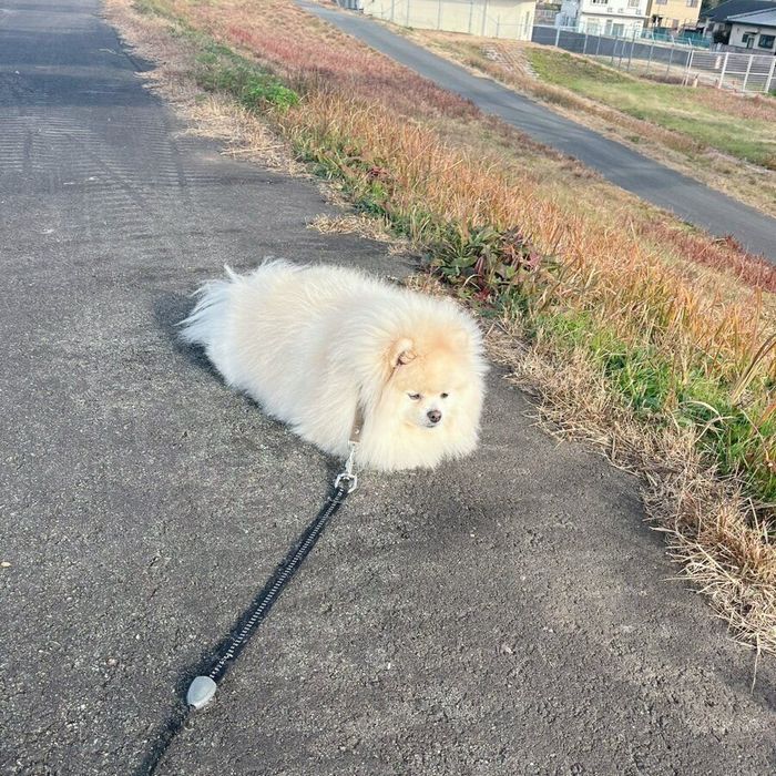散歩中に休憩するちくわくん