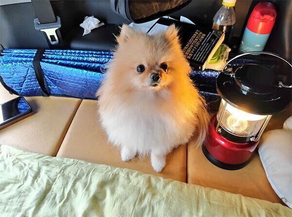 お出かけを楽しむぽぽちゃん