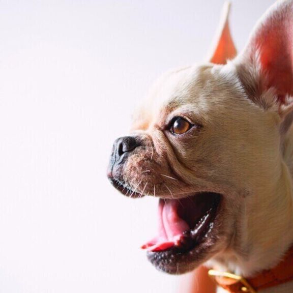 口を開けるフレンチ・ブルドッグ
