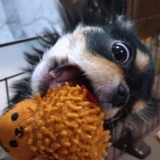 チワワのはるちゃん