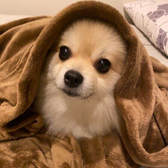毛布にくるまるポメ