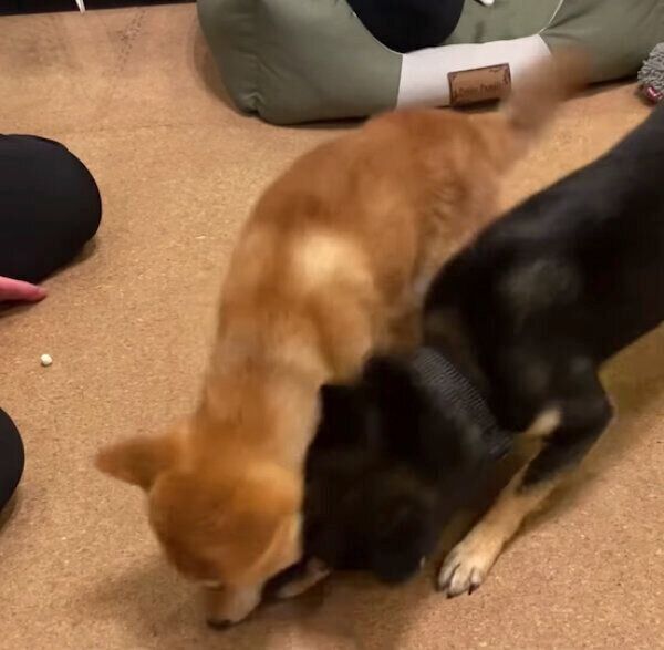 おはぎくんのおやつを横取りするおでんくん