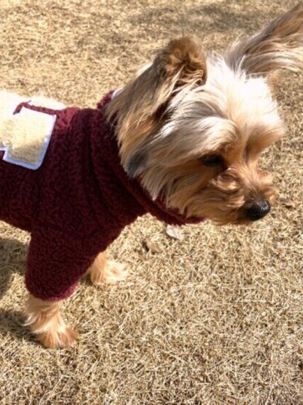 愛犬が 怖いもの とは ストレスを和らげてあげるためにできること いぬのきもちweb Magazine 愛犬が 怖いもの とは ストレスを和らげてあげるためにできること いぬのきもちweb Magazine