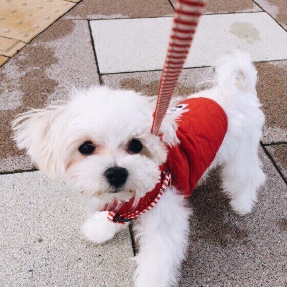 散歩するマルチーズ