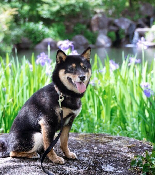 お出かけを楽しむりんのちゃん
