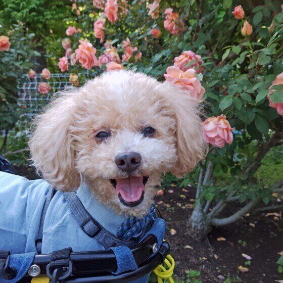 トイ・プードルのハービーくん