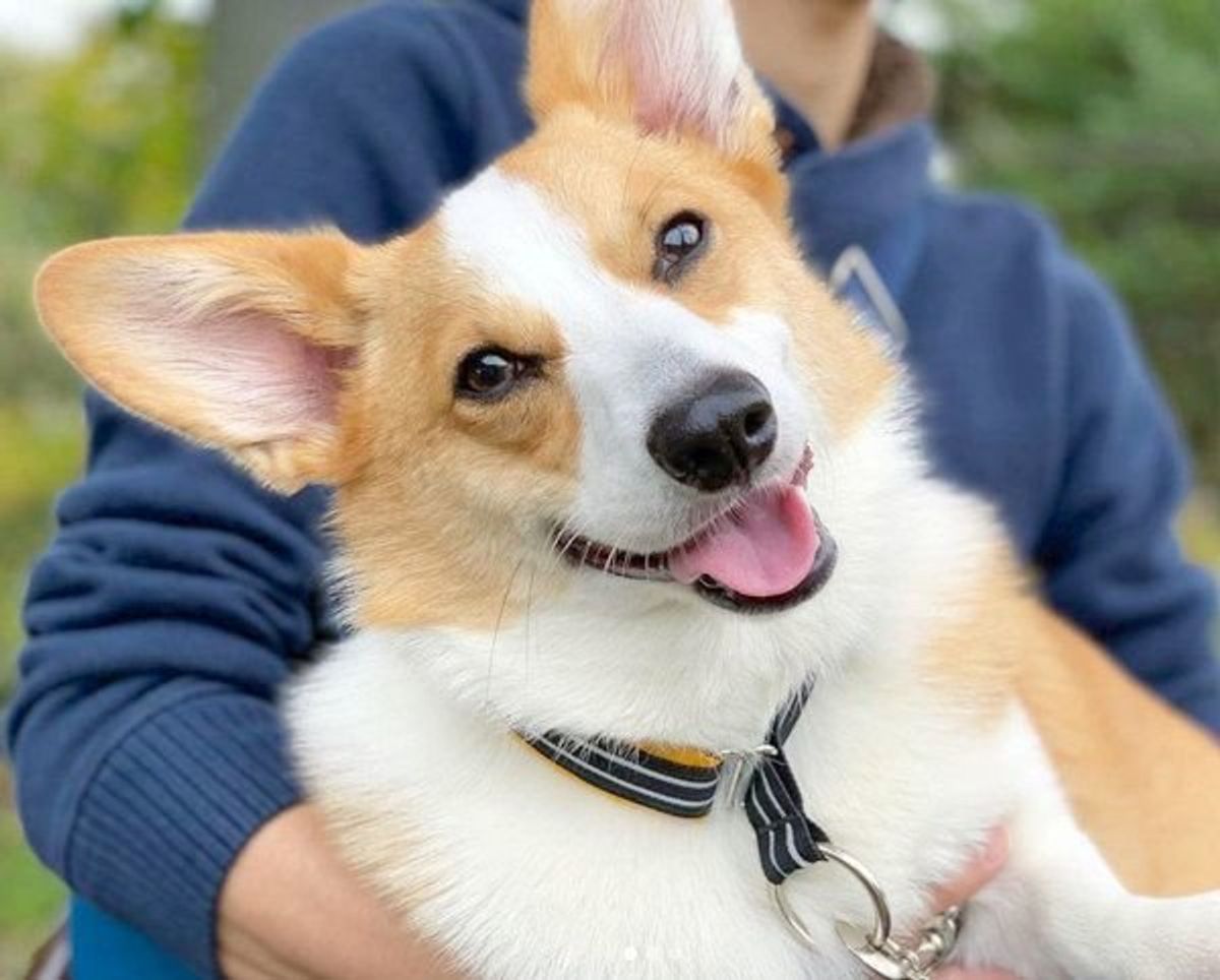 ボク困ってるの って顔してる あざと可愛い犬の姿とは いぬのきもちweb Magazine ボク困ってるの って顔してる あざと可愛い犬の姿とは いぬのきもちweb Magazine