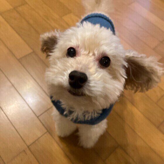 見つめる犬