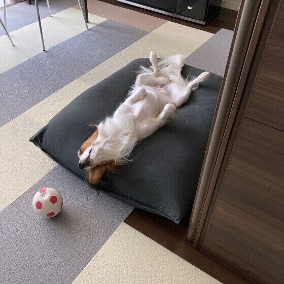 あおむけになるコーイケルホンディエのstellaちゃん