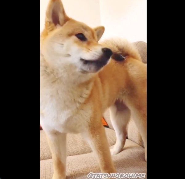 納豆を食べて歯をカチカチ鳴らすタッちゃん