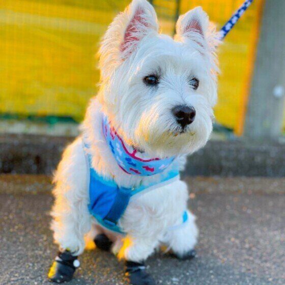 シニア犬と全身麻酔のリスクは？獣医師が解説 いぬのきもち