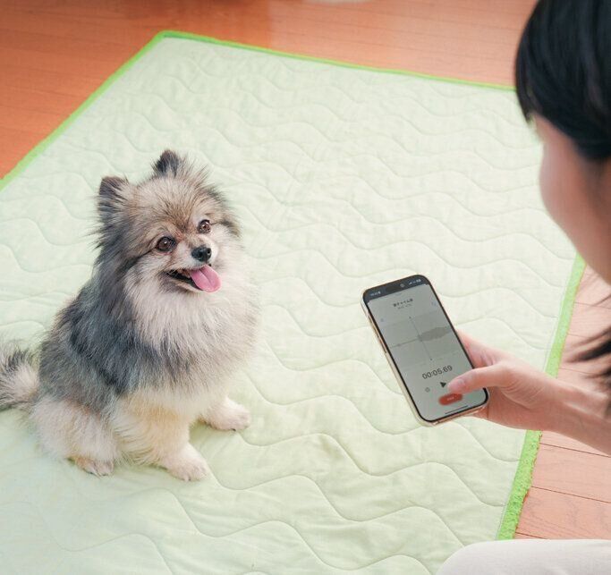 スマホを前にお座りする犬