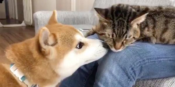 リモートワークを邪魔するとろくんと、それを邪魔するゆうくん