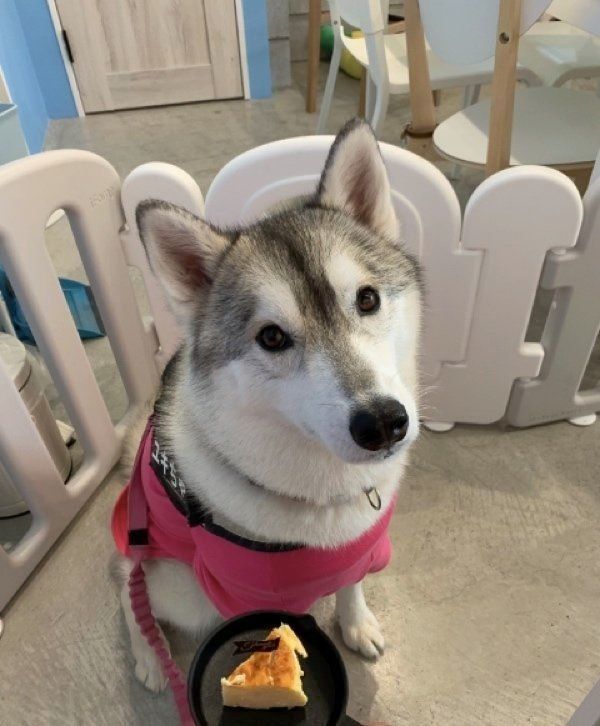 カメラ目線のユキちゃん