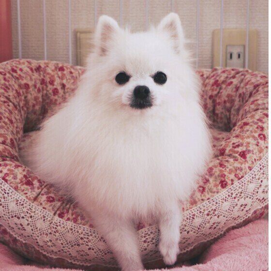 急激な寒暖差で起こる犬のヒートショックの症状と異変に気がつくポイントとは いぬのきもち