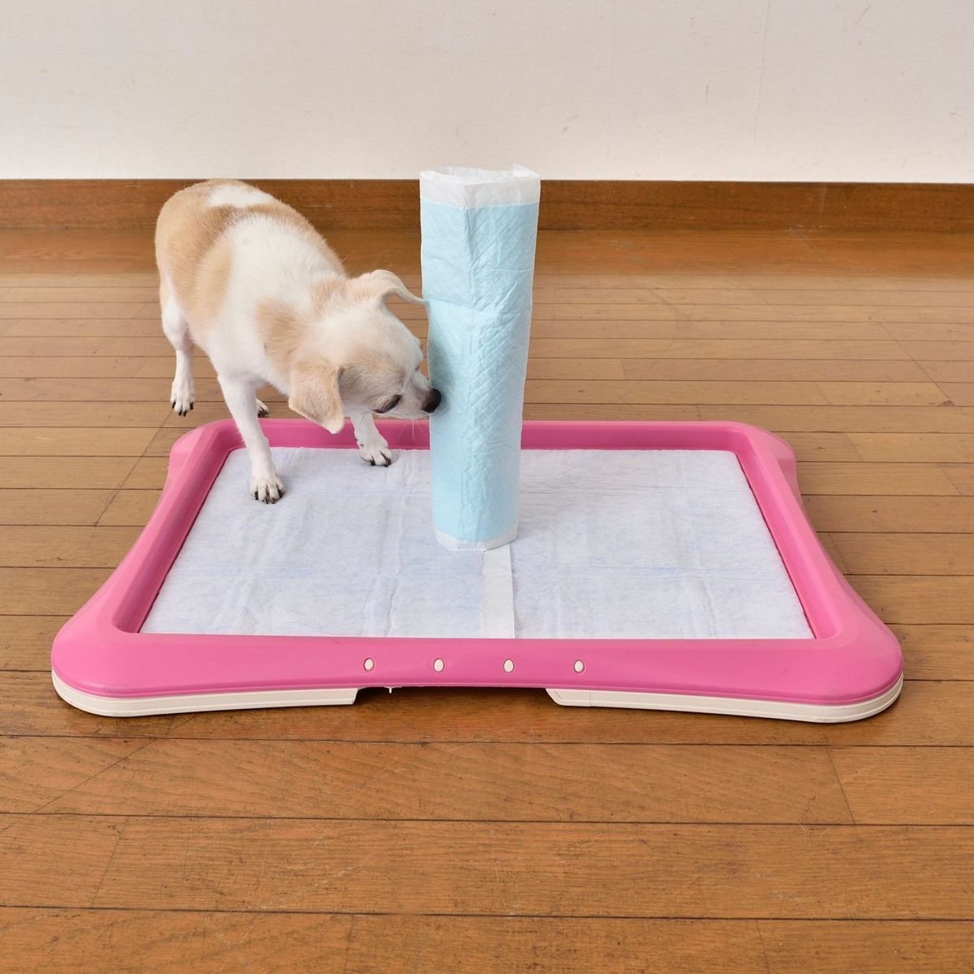 犬の室内トイレ オシッコ ウンチのハミ出しに困らない方法って いぬのきもちweb Magazine 犬の室内トイレ オシッコ ウンチのハミ出しに困らない方法って いぬのきもちweb Magazine
