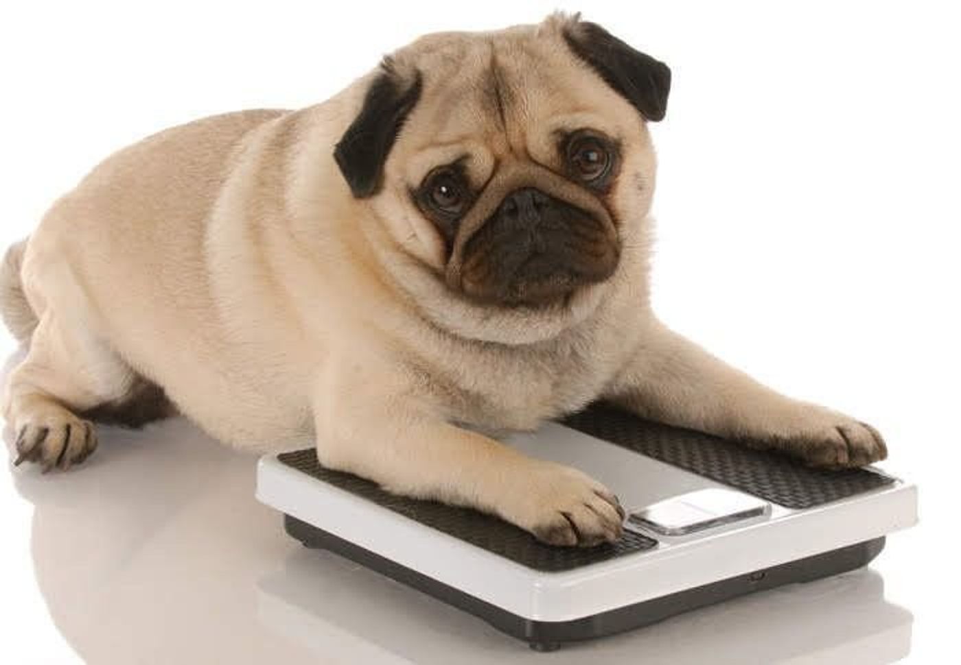 獣医師監修 犬のダイエット カギは低カロリードッグフード いぬのきもちweb Magazine 獣医師監修 犬のダイエット カギは低カロリードッグフード いぬのきもちweb Magazine